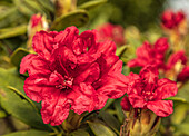 Rhododendron yakushimanum 'Dopey'