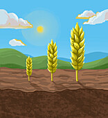 Crop yields, conceptual illustration