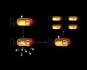 Bacterial transduction, illustration