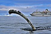 Humpback whale fluking