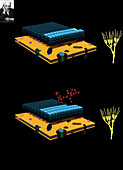 Inhibition of bacterial wall growth by penicillin, illustration