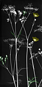 Cow parsley and buttercup flowers, X-ray