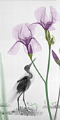 Redshank standing among iris (Iris sp.) flowers, X-ray