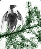 Sparrowhawk perching on fir (Abies sp.) tree branch, X-ray