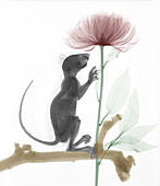Squirrel visiting a peony (Paeonia sp.) flower, X-ray