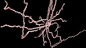 Nerve cell, confocal fluorescent micrograph