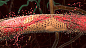 Damaged brain capillary, illustration