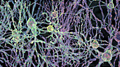 Dopaminergic neurons, illustration