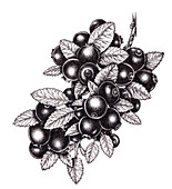 Blueberry (Vaccinium corymbosum), illustration