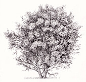 Crack willow tree (Salix fragilis), illustration