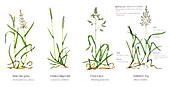 Grasses, illustration