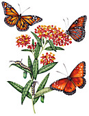 Queen and monarch butterflies on milkweed, illustration