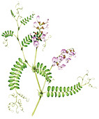 Wood vetch (Vicia sylvatica), illustration