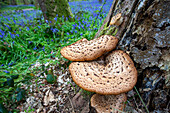 Bracket fungi in woodland