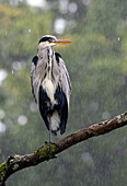 Grey heron in rain