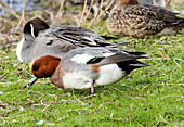 Wigeon and northern pintail