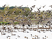 Flock of greylag geese taking off