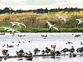 Flock of whooper swans coming into land
