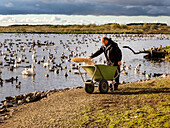 Warden feeding cereal grain to wildfowl