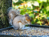 Grey squirrel