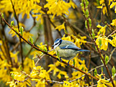 Blue tit