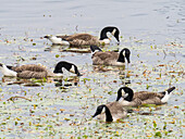 Canada geese