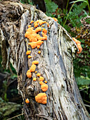 Orange slime mould