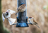 Tree sparrows