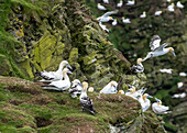 Northern gannet colony