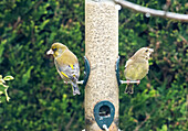 Greenfinches