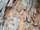 Sycamore tree bark