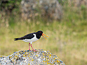 Eurasian oystercatcher