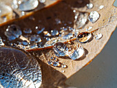 Rain drops on oak leaf