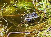 Frogs breeding in a garden pond