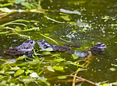 Frogs breeding in a garden pond