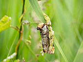 Buff tipped moth