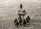 Female mallard with ducklings