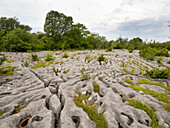 Limestone pavement