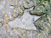 Dinosaur footprint