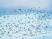 Flock of dunlin