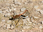 Common darters mating