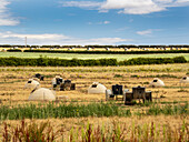 Shelters for free range pigs