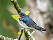 Young barn swallow