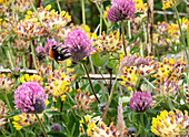 Shetland bumblebee