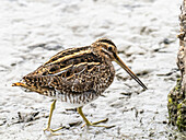 Common snipe