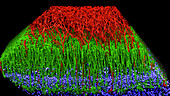 Mouse neuronal fibres, illustration