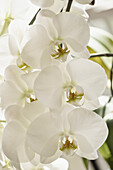 Moth orchid (Phalaenopsis 'Sogo Yukidian V3') flowers