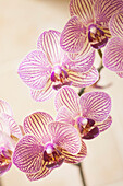 Phalaenopsis Fangmei Sweet 'Coral' orchids