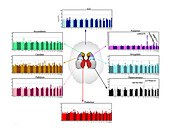Genetic influences on brain structure, illustration