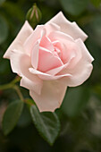 Rose (Rosa 'New Dawn') flower